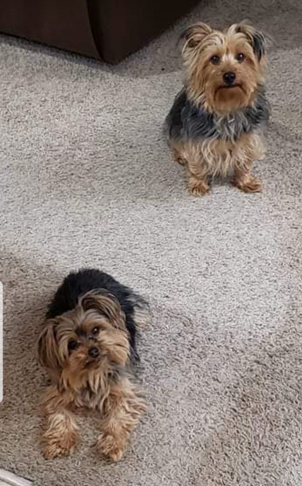 Rocky and Lyla
